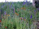 Wildflowers, Smiley Creek Airstrip, Idaho